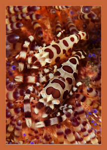 Coleman shrimp on a fire urchin by Charles Wright 